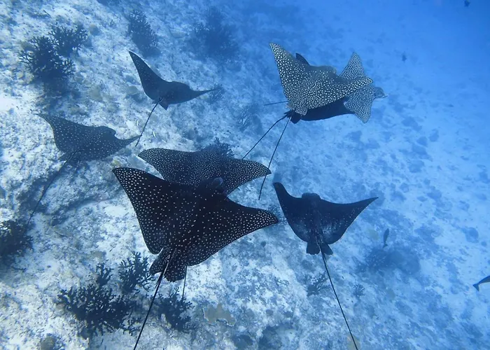 Hotel Madi Grand Maldives Fulidhoo