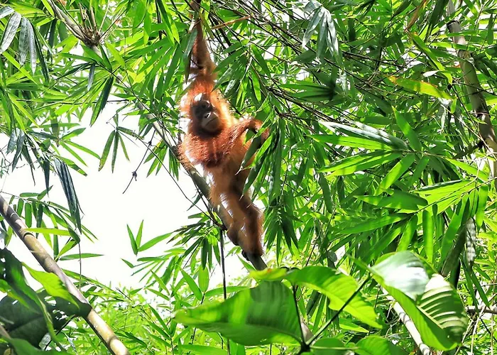 Tropical Jungle Lodge & Jungle Trekking Bukit Lawang