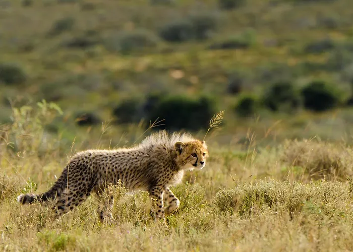 Kwandwe Private Game Reserve - Ecca Lodge Grahamstown