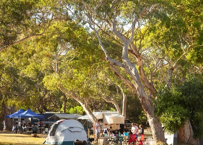 Bimbi Park - Camping Under Koalas