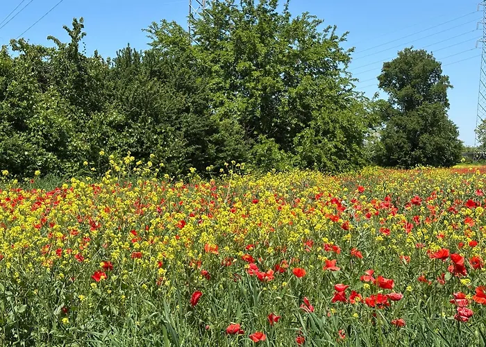Acero Giallo