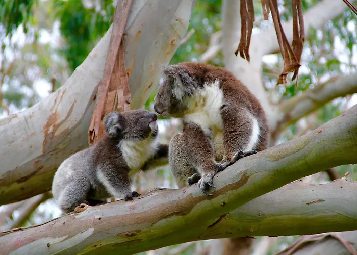 Bimbi Park - Camping Under Koalas